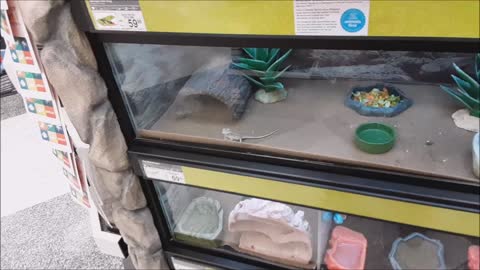 Poor Animal Care of Dragons @Petco