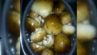 Cooking common mushrooms
