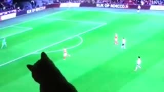 Cat watches soccer