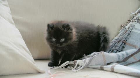 Cute kitten playing with blanket