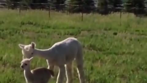 Adorable Baby Alpacas