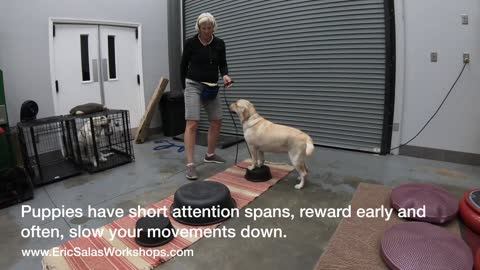 Correspondence with Body language with your Dog with Eric Salas