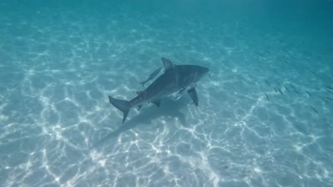 Just a Bull Shark Swimming Slow Mo