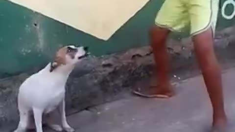 Dog dancing like a human