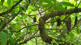 fruiting cocoa tree