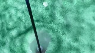 Epic Backyard Chipping Green