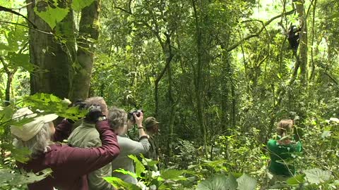 Chimpanzee and Gorilla Tracking in Uganda "The Pearl of Africa"