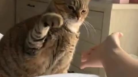 Cat Gives High Five To Owner