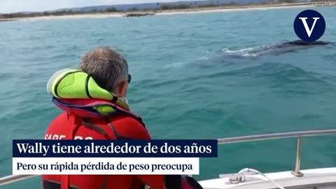 perdida una joven ballena