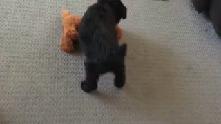 Schnoodle puppy confused if stuffed toy is real