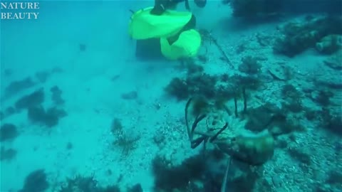 Amazing Catch Giant Lobsters Underwater - Big Octopus Hunting Skills in the sea, fishing