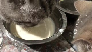 Messy Cat Flings Milk on Friend