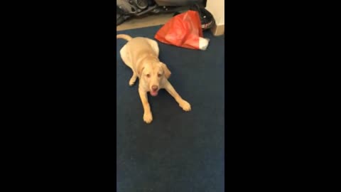 19 weeks labrador retriever puppy dog training