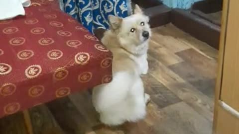 funny dog reacting to his favourite word