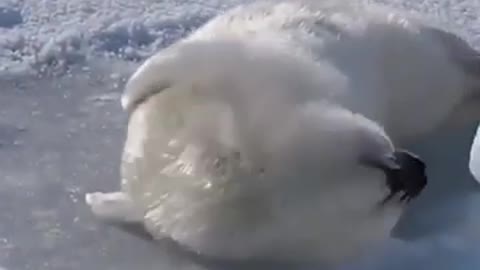 Cute Baby Seal trying to roll over.