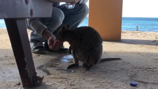 Quokka at the beach:)