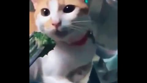 Do you like broccoli?