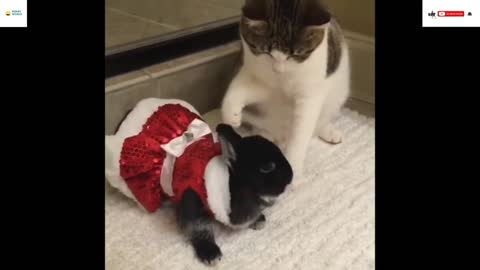 The naughty rabbit and cat