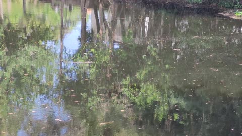 Baby Gator