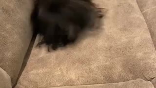 Yorkie has incredible case of zoomies after taking a bath