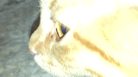 Cat closeup