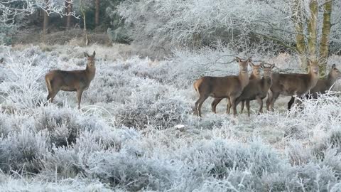 Herd of deer with snow