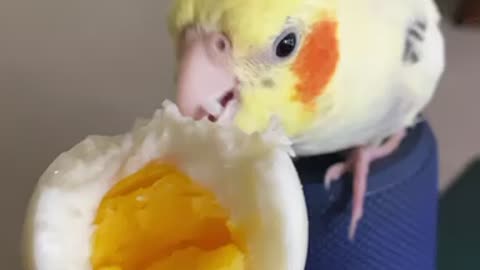 Parrots eats egg