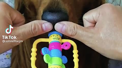 Cute & Funny Dog Playing Musical Instrument | Try not to laugh |