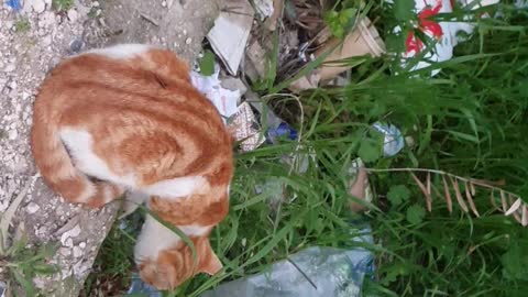 Cats among the weeds looking for food