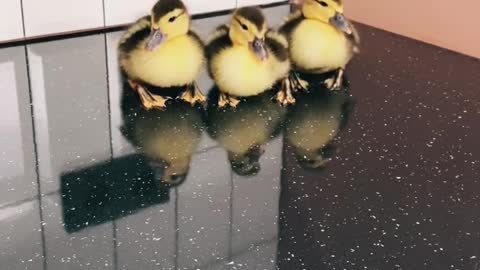 Bathtime#callduck#ducky