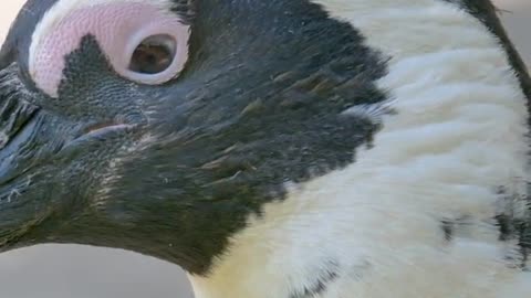 Penguin Animals Videos For Kids