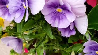 Nature with Summer Flowers 💯