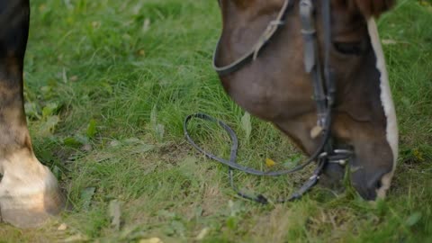 Horse eating fresh grass at rural pasture. Horse grazing on green field at livestock farm