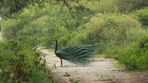 peacock,essay on peacock,10 lines on peacock,peacock feather,peacock mating,peacocks,peacock sound
