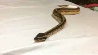 A Snake Moves On The Table.