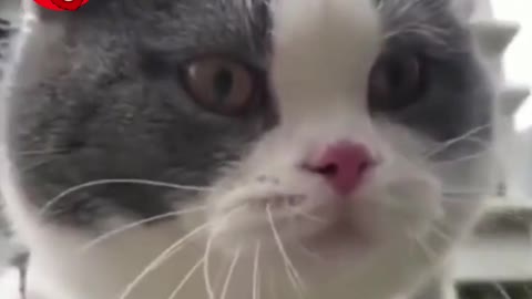 This Kitty Just Wane Say Something | Hilarious Short Video