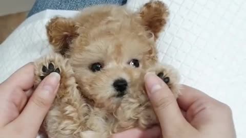 Baby cream poodle grooming video cutest and lovely puppies videos - Teacup puppies