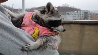 Raccoon is holding his brother and watching the snow fall.