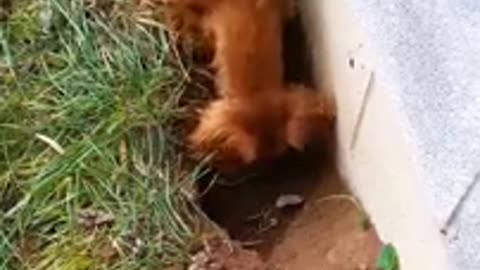 A team of dogs hunting a mole (And they did it)