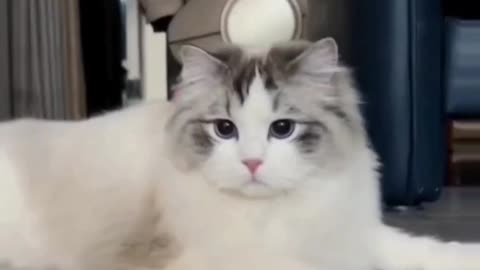 Nice Cat video And Fanny cat video