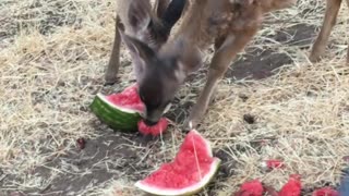 Baby deer & watermelon