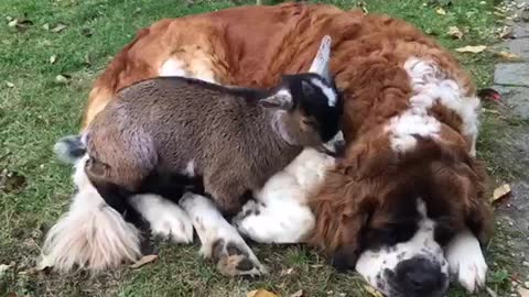 Orphan baby goat gets cosy with giant Saint Bernard
