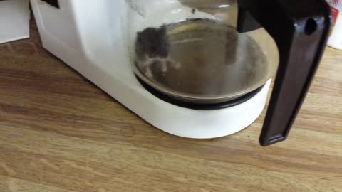 Mouse In The Coffee Pot