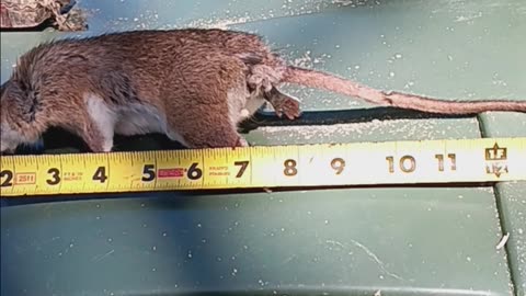 13 inch rat