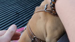 Puppy back of truck