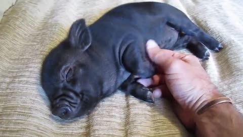 The cutest baby pig in the world!