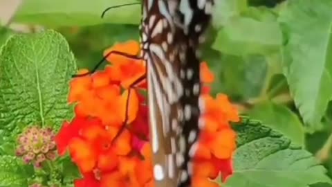 Butterflies in Nature Best Natural Landscapes