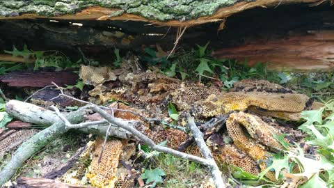 Storm brought a feral colony crashing down