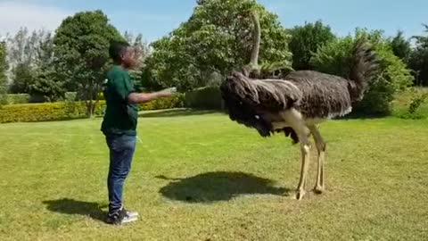 AN OSTRICH ATTACK A HELPLESS BOY IN THE FIELD