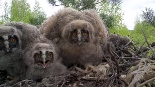 Owls in the Nest